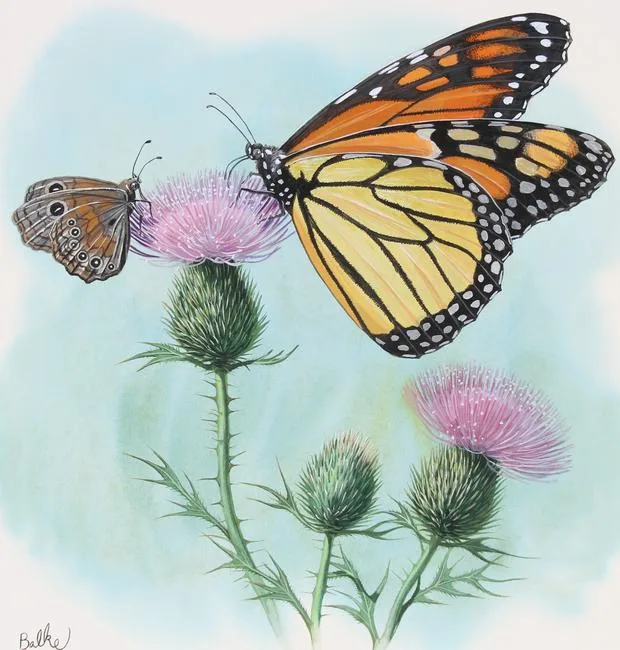 Monarch Butterfly by Don Balke, Watercolor on Illustration Board, sold Feb 2023