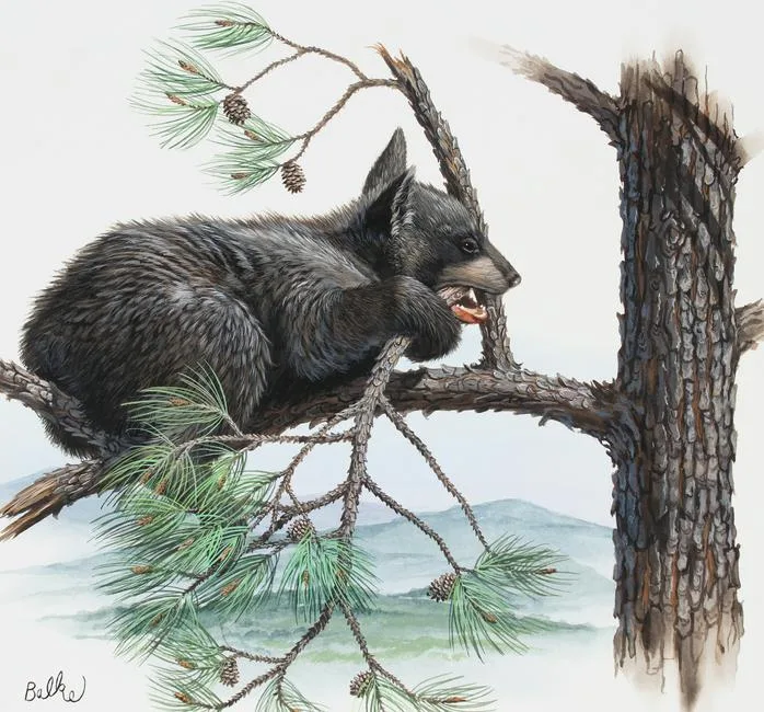 Black Bear by Don Balke, Watercolor on Illustration Board, sold Apr 2023