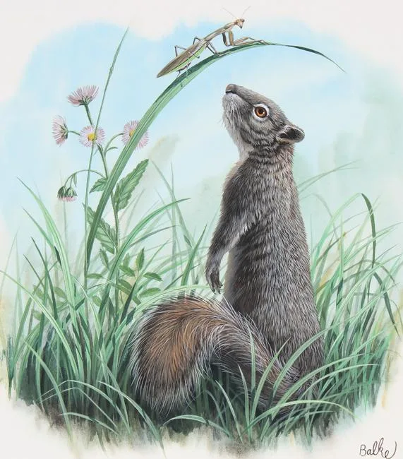 Gray Squirrel by Don Balke, Watercolor on Illustration Board, sold Apr 2023