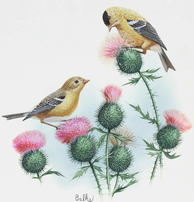 Goldfinch by Don Balke, Watercolor on Illustration Board, sold Apr 2023
