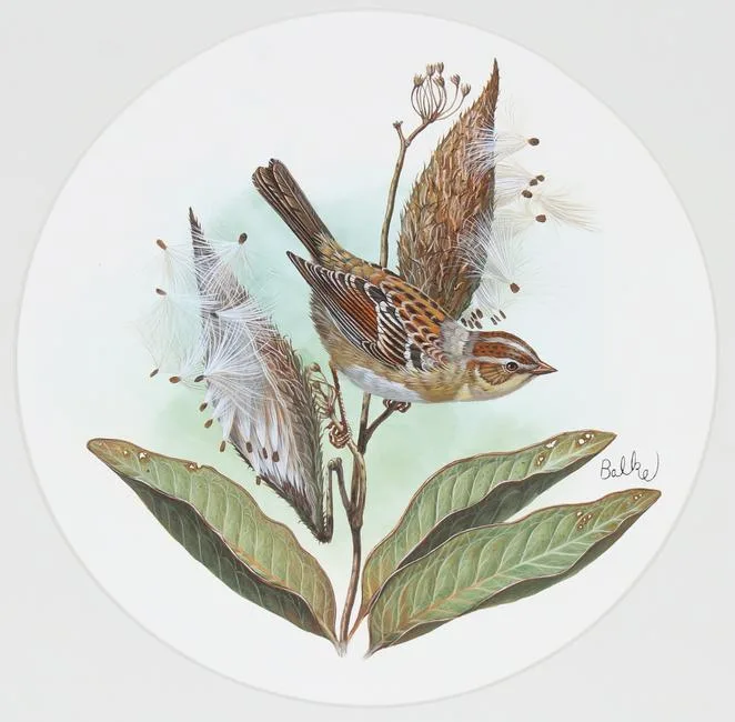 Field Sparrow by Don Balke, Watercolor on Illustration Board, sold Apr 2023