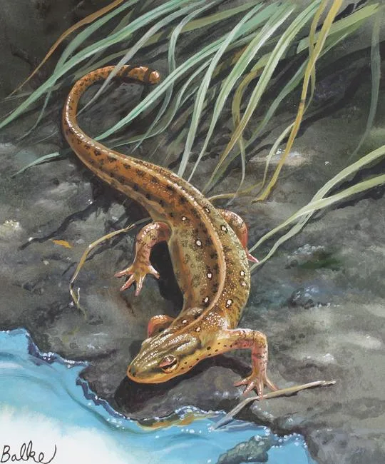 Red Eft by Don Balke, Watercolor on Illustration Board, sold Apr 2023