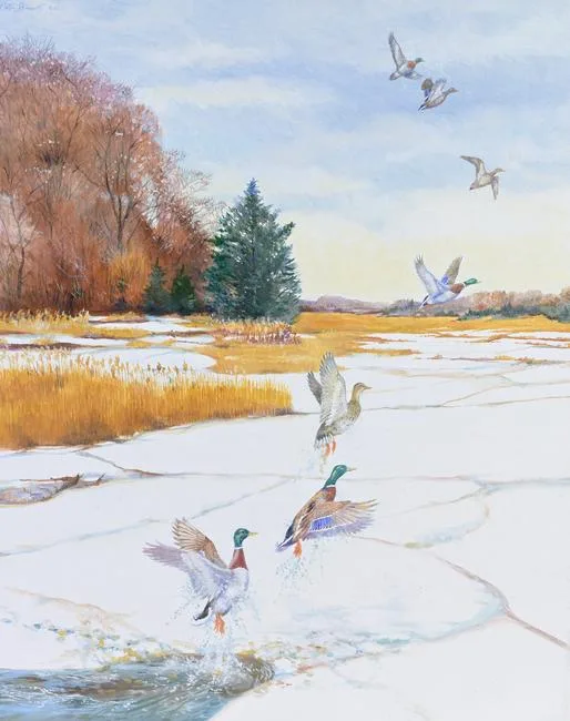 Mallard Duck by Peter Barrett, Oil on Canvas, offered Jun 2023