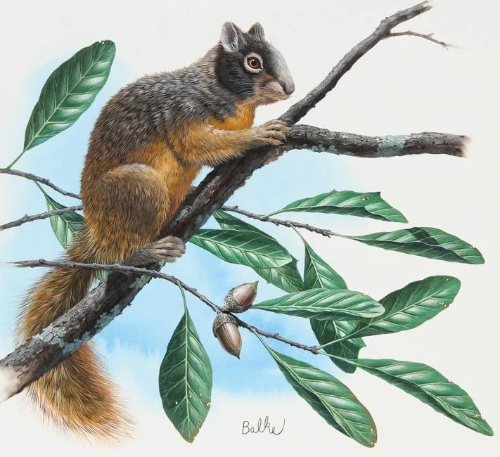 Fox Squirrel and Live Oak by Don Balke, Watercolor on Paper, sold Jun 2023