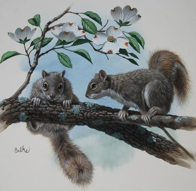Gray Squirrel by Don Balke, Watercolor on Illustration Board, sold Jun 2023