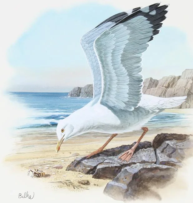 Herring Gull by Don Balke, Watercolor on Illustration Board, sold Jun 2023