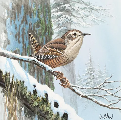 Don Balke, Winter Wren, Watercolor on Illustration Board