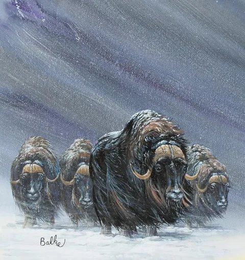 Don Balke, Tundra Muskox, Watercolor on Illustration Board