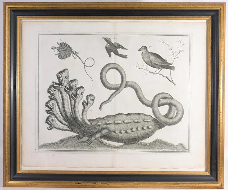 Albert Seba, Mark of the Hydra, Engraving