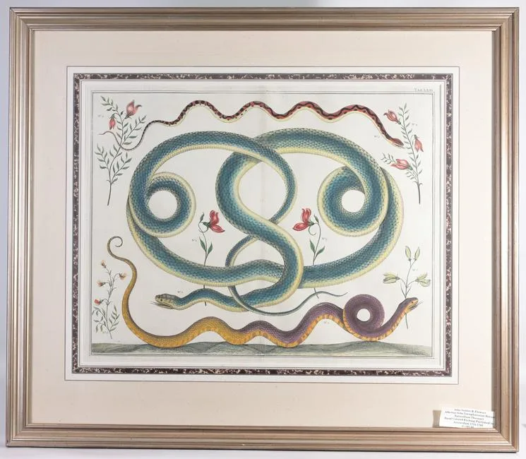 Albert Seba, Snakes & Flowers, Hand Colored Etching