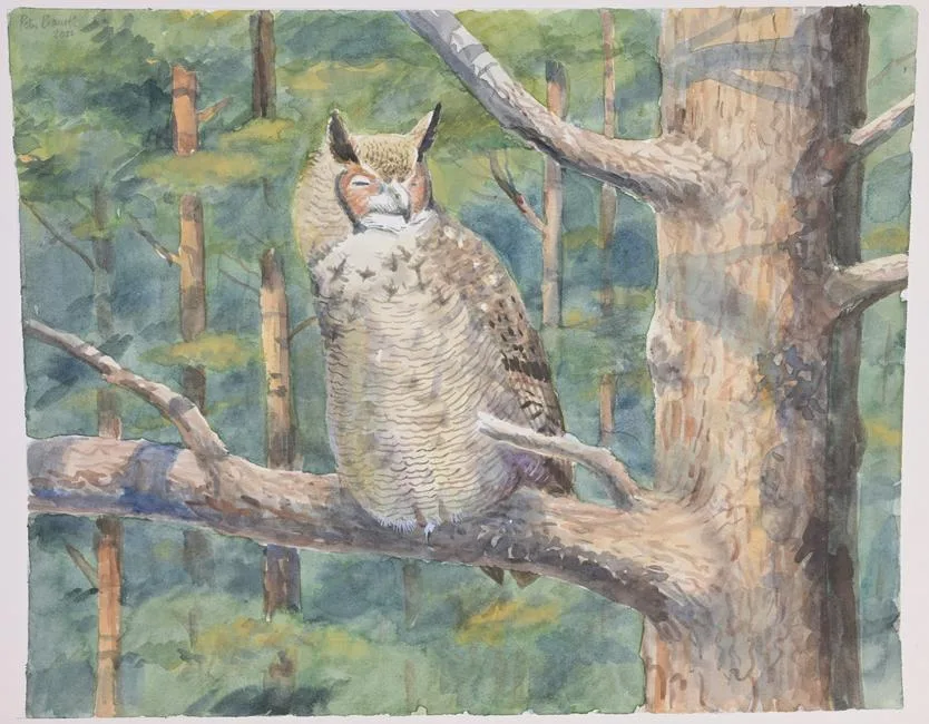Great Horned Owl by Peter Barrett, Watercolor, sold Aug 2023