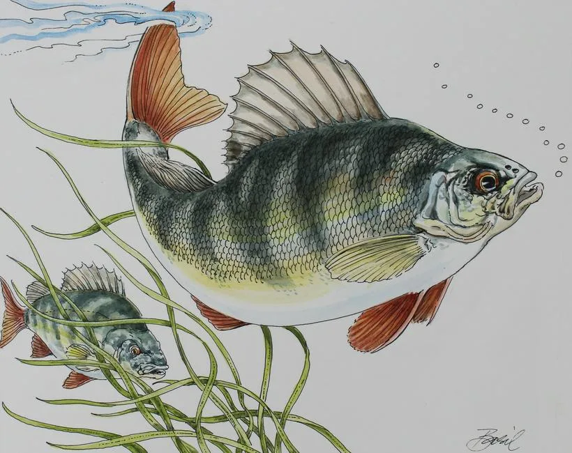 European Perch by Basil Smith, watercolor on Hot Press Illustration Board, sold Aug 2023