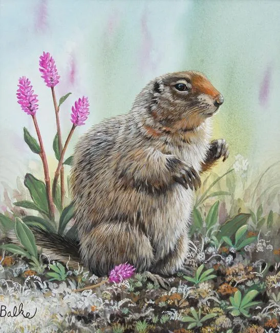 Don Balke, Ground Squirrel, Watercolor on Illustration Board