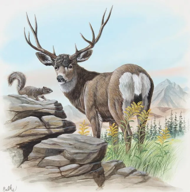 Mule Deer by Don Balke, Watercolor on Illustration Board, sold Aug 2023