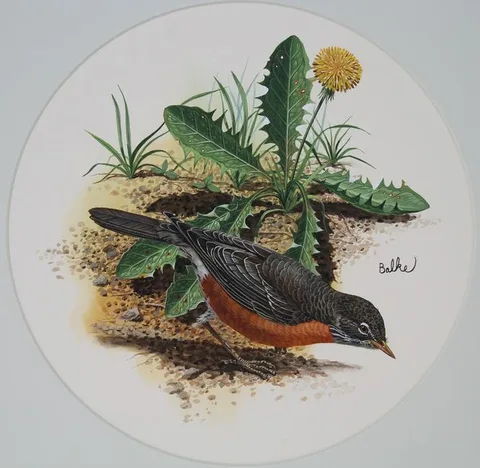 Don Balke, Clark's Nutcracker, Watercolor on Illustration Board