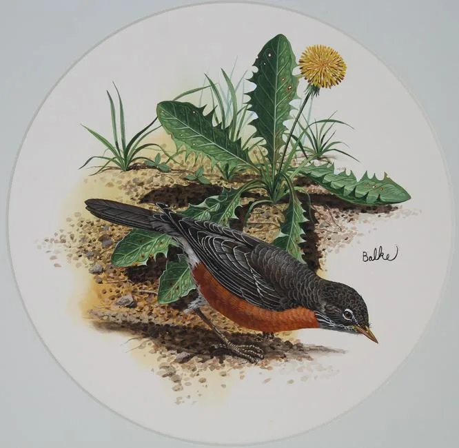 Clark's Nutcracker by Don Balke, Watercolor on Illustration Board, sold Aug 2023