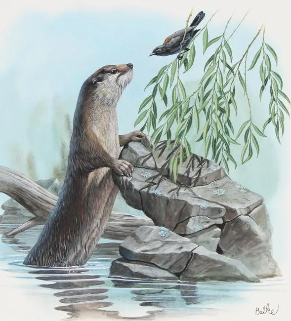 River Otter by Don Balke, Watercolor on Illustration Board, sold Aug 2023