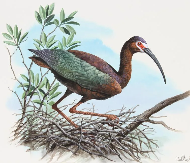 White-faced Ibis by Don Balke, Watercolor on Illustration Board, sold Aug 2023