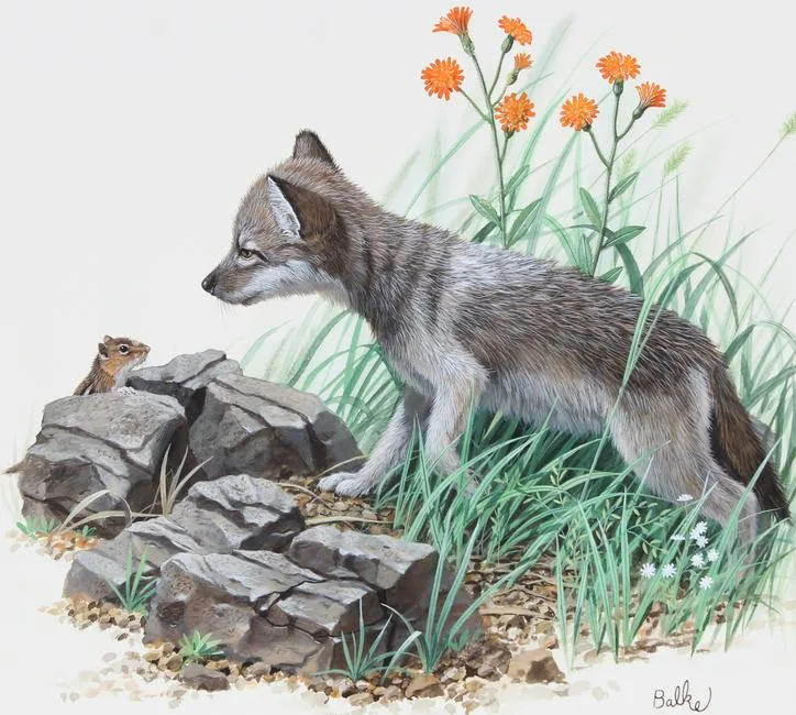 Timber Wolf by Don Balke, Watercolor on Illustration Board, sold Aug 2023