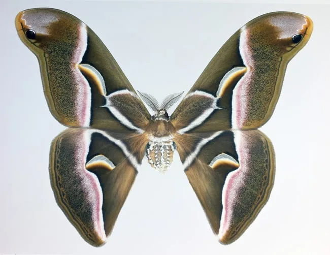 Dr. Joseph Scheer, Samia Cynthia, print on heavy watercolor paper