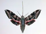 Dr. Joseph Scheer, Eumorpha Typhon
