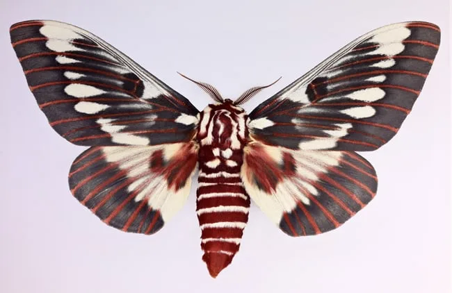 Citheronia Splendens by Joseph Scheer, print on heavy watercolor paper, offered Sep 2023