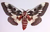 Dr. Joseph Scheer, Citheronia Splendens