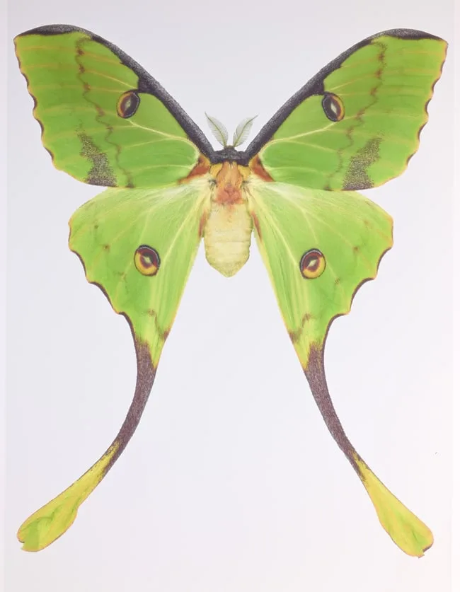 Argema Mimosae by Joseph Scheer, print on heavy watercolor paper, offered Sep 2023