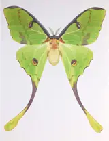 Argema Mimosae, Helmuth Stone Gallery 2023