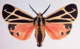 Dr. Joseph Scheer, Apantesis Vittata