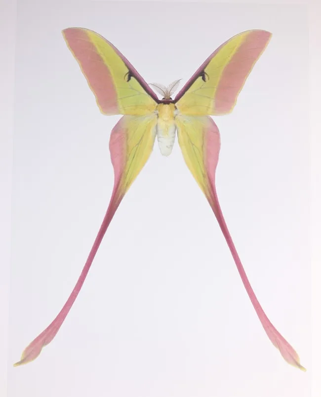 Actias Dubernardi by Joseph Scheer, print on heavy watercolor paper, sold Sep 2023