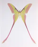 Dr. Joseph Scheer, Actias Dubernardi