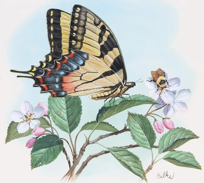 Tiger Swallowtail by Don Balke, Watercolor on Illustration Board, sold Sep 2023