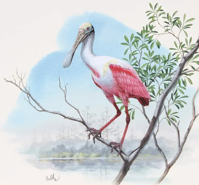 Roseate Spoonbill by Don Balke, Watercolor on Illustration Board, sold Sep 2023