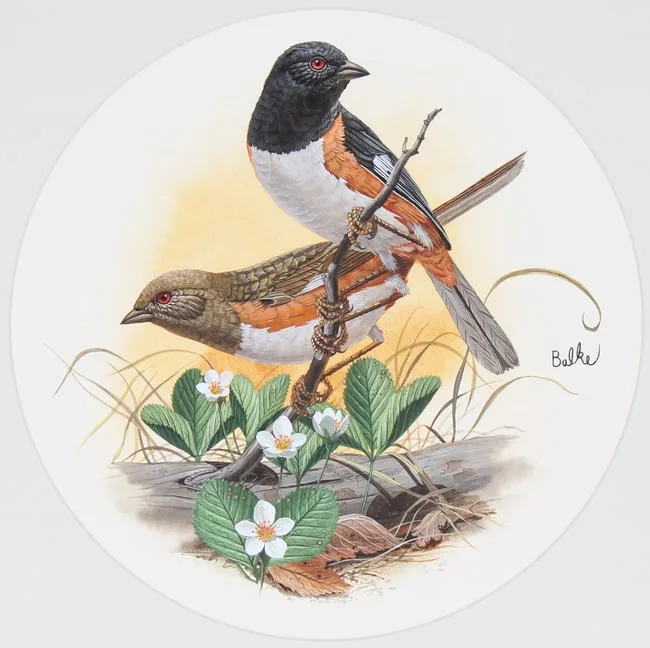 Rufous-sided Towhee by Don Balke, Watercolor on Illustration Board, sold Sep 2023