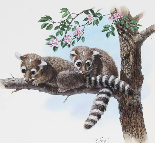 Don Balke, Ringtail Cat, Watercolor on Illustration Board