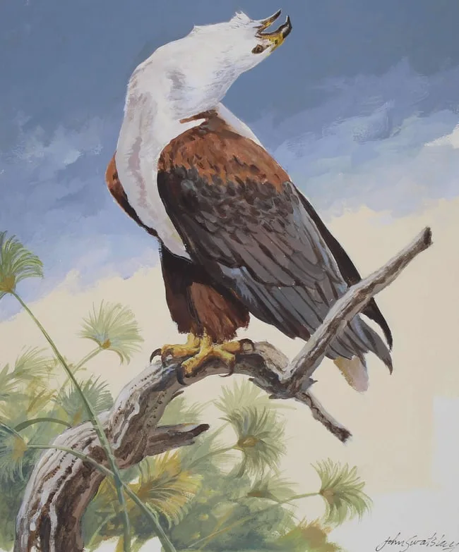 African Fish Eagle by John Swatsley, Oil on Illustration Board, sold Feb 2024