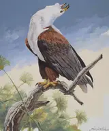 African Fish Eagle, Helmuth Stone Gallery 2024