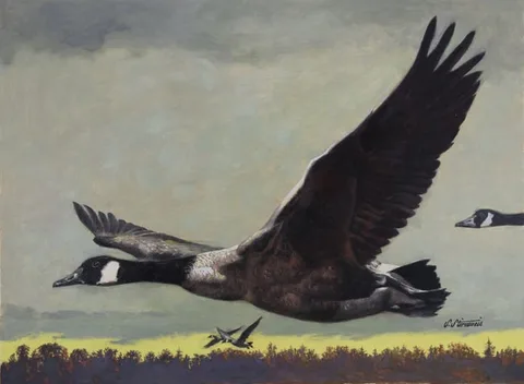 Canada Goose by Shannon Stirnweis, Oil on Illustration Board, sold Feb 2024
