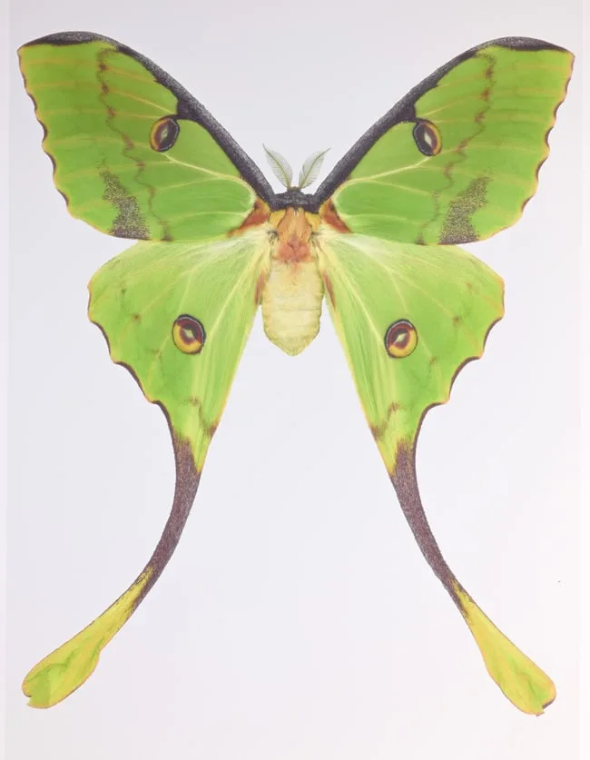 Argema Mimosae by Joseph Scheer, print on heavy watercolor paper, sold Apr 2024