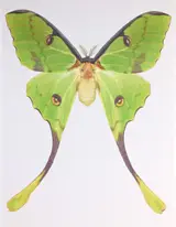 Dr. Joseph Scheer, Argema Mimosae