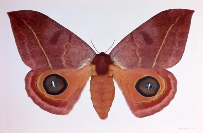 Automeris Randa by Joseph Scheer, print on heavy watercolor paper, offered Apr 2024