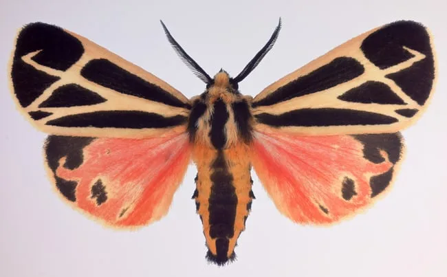 Apantesis Vittata by Joseph Scheer, print on heavy watercolor paper, sold Apr 2024
