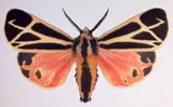 Dr. Joseph Scheer, Apantesis Vittata