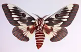 Dr. Joseph Scheer, Citheronia Splendens