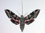 Dr. Joseph Scheer, Eumorpha Typhon