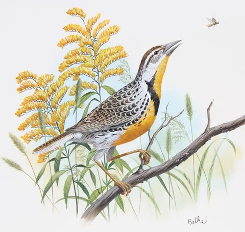 Don Balke, Western Meadowlark and Goldenrod, Watercolor on Illustration Board