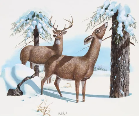 Don Balke, White-tailed Deer and Eastern Hemlock, Watercolor on Illustration Board