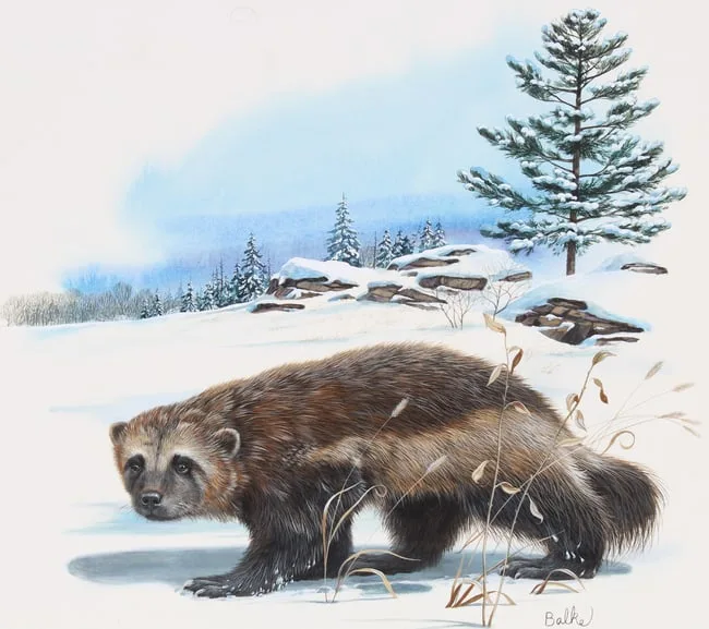 Wolverine and White Pine by Don Balke, Watercolor on Illustration Board, sold Apr 2024