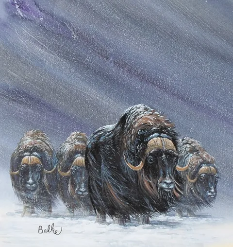 Don Balke, Tundra Muskox, Watercolor on Illustration Board